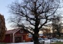 Julpyssel och djurmys på 4H-gården i Kallhäll