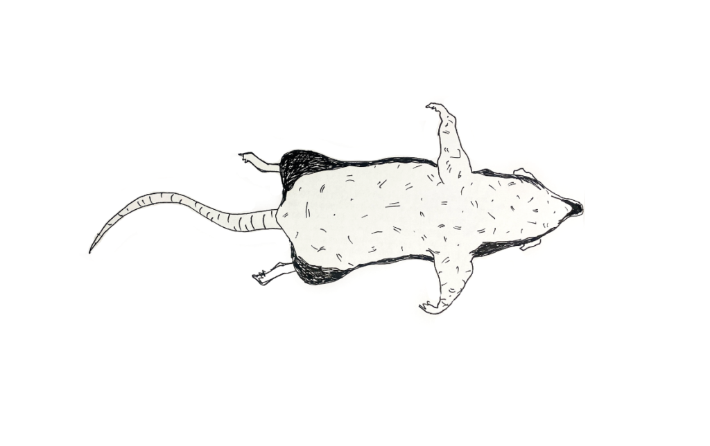 Illustration av råtta