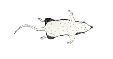 Illustration av råtta