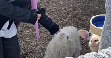 Årets lamm och killingar är här – det här ska du tänka på innan du klappar dem