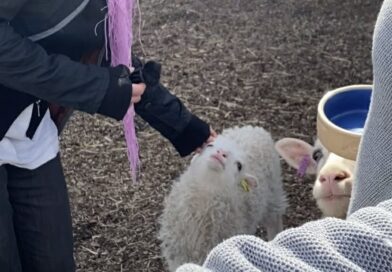 Årets lamm och killingar är här – det här ska du tänka på innan du klappar dem
